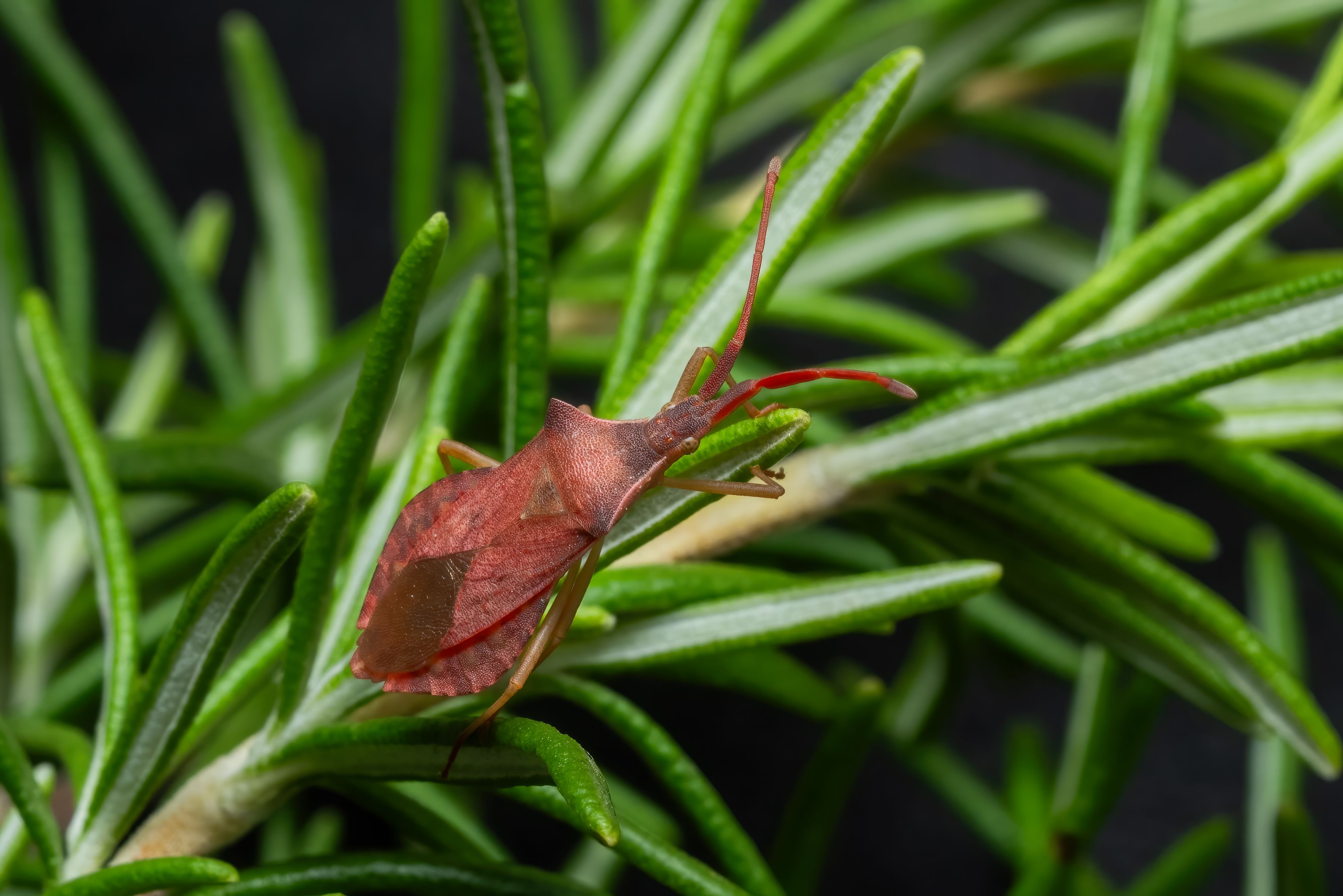 Close-up of a red leaf-footed bug resting on green rosemary leaves, showcasing nature's detail.