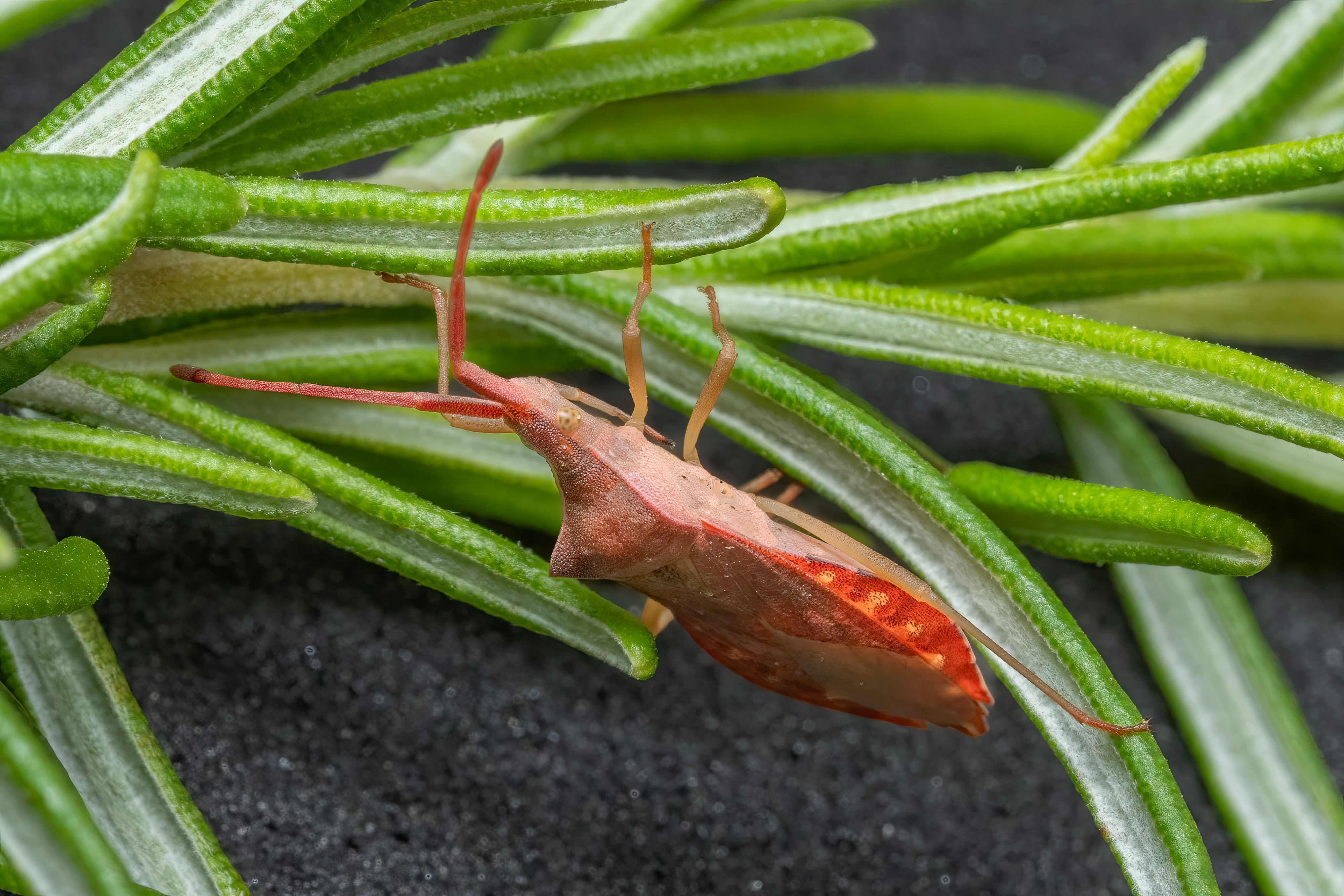 Close-up of a leaf-footed bug perched on vibrant green rosemary leaves.