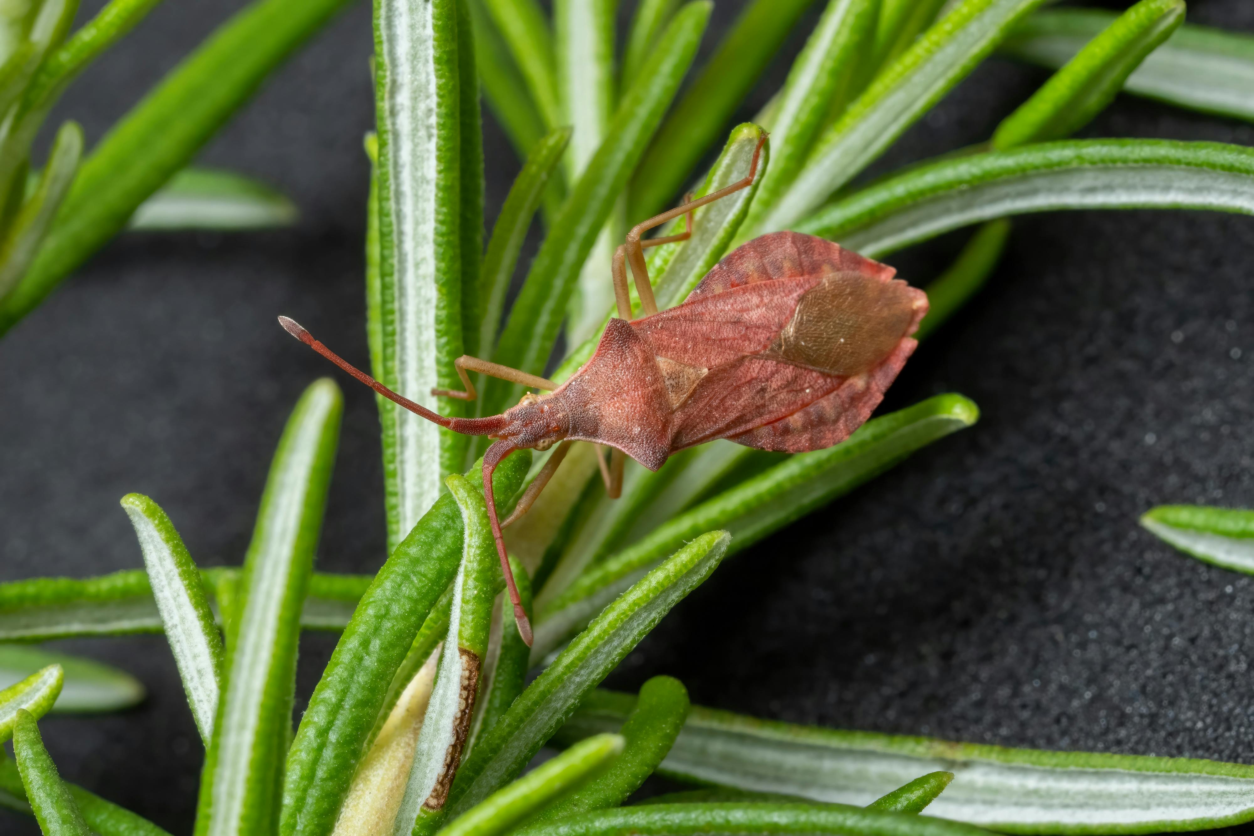Close-up view of a leaf-footed bug on rosemary, highlighting natural details