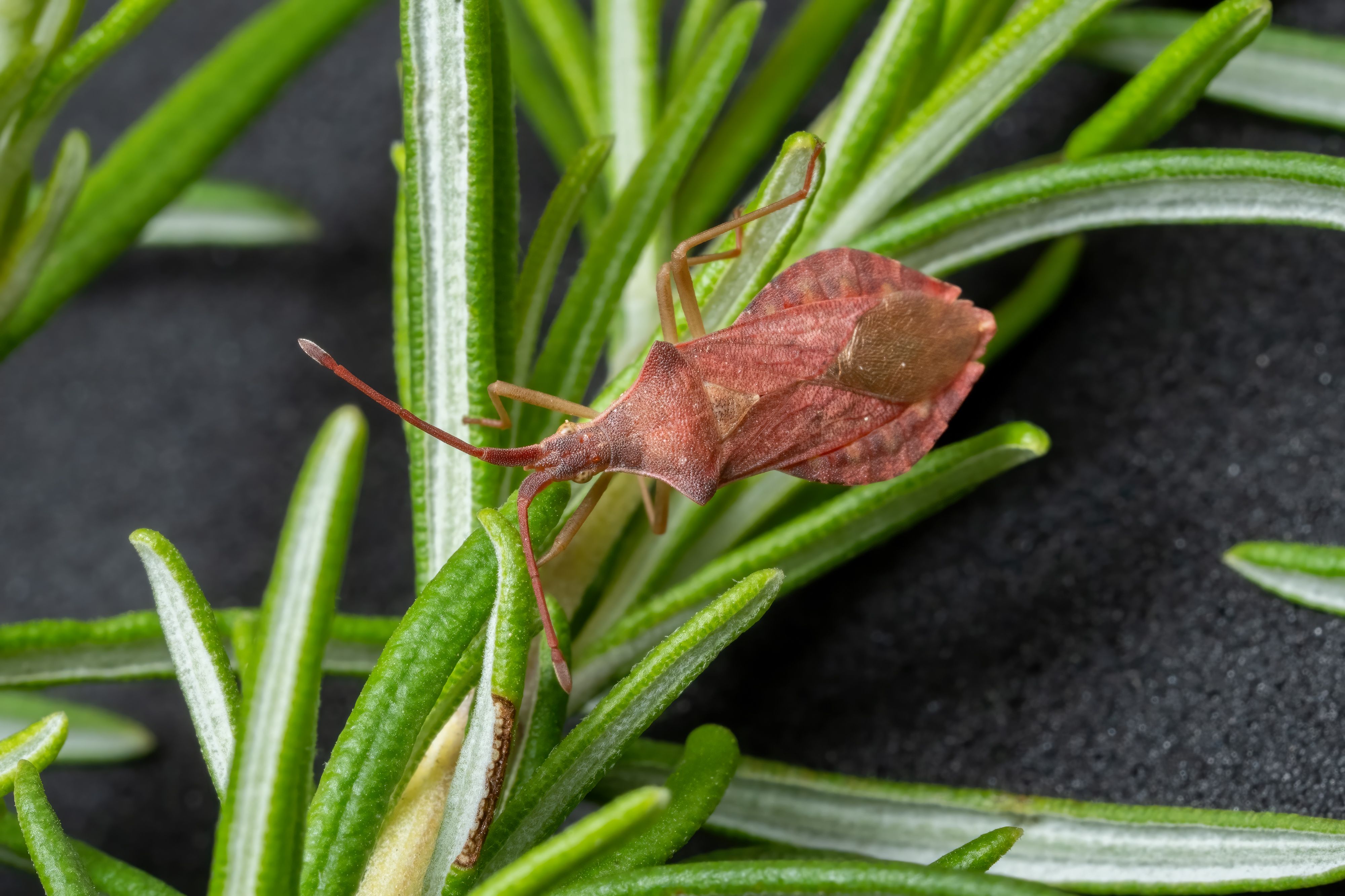 Macro Photography of Leaf-footed Bug on Rosemary · Free Stock Photo