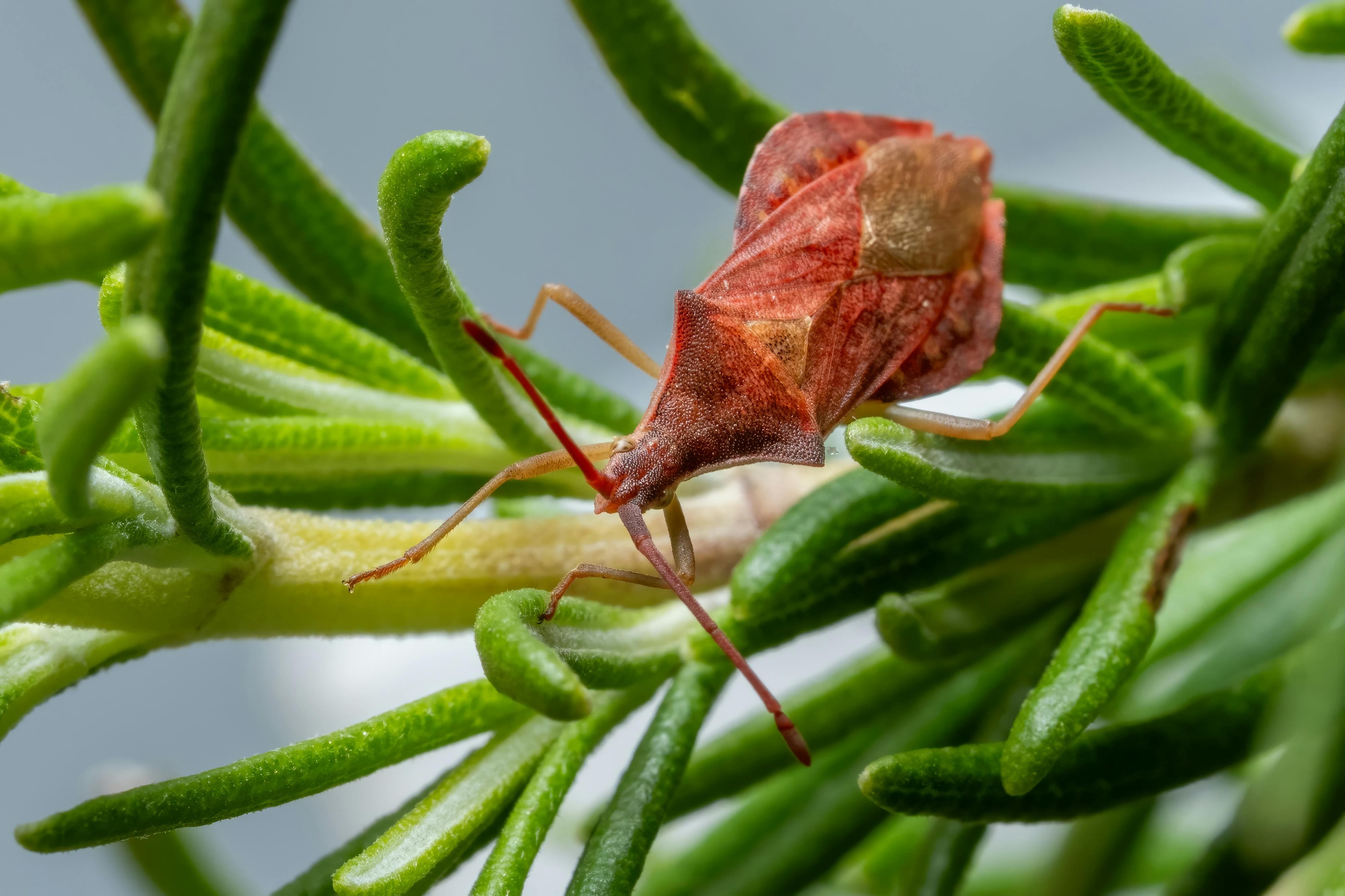 Macro shot of a red bug on a rosemary plant in Picassent, Spain.