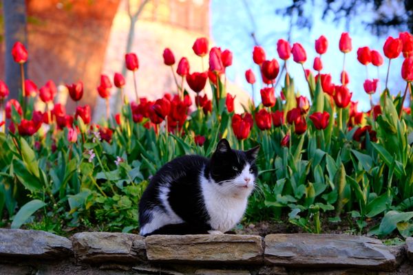 White Cat Among Tulips jigsaw puzzle