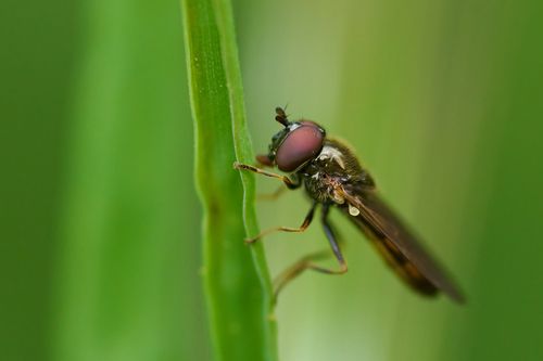Free Macro photograph capturing a Syrphid fly perched delicately on a green leaf. Stock Photo