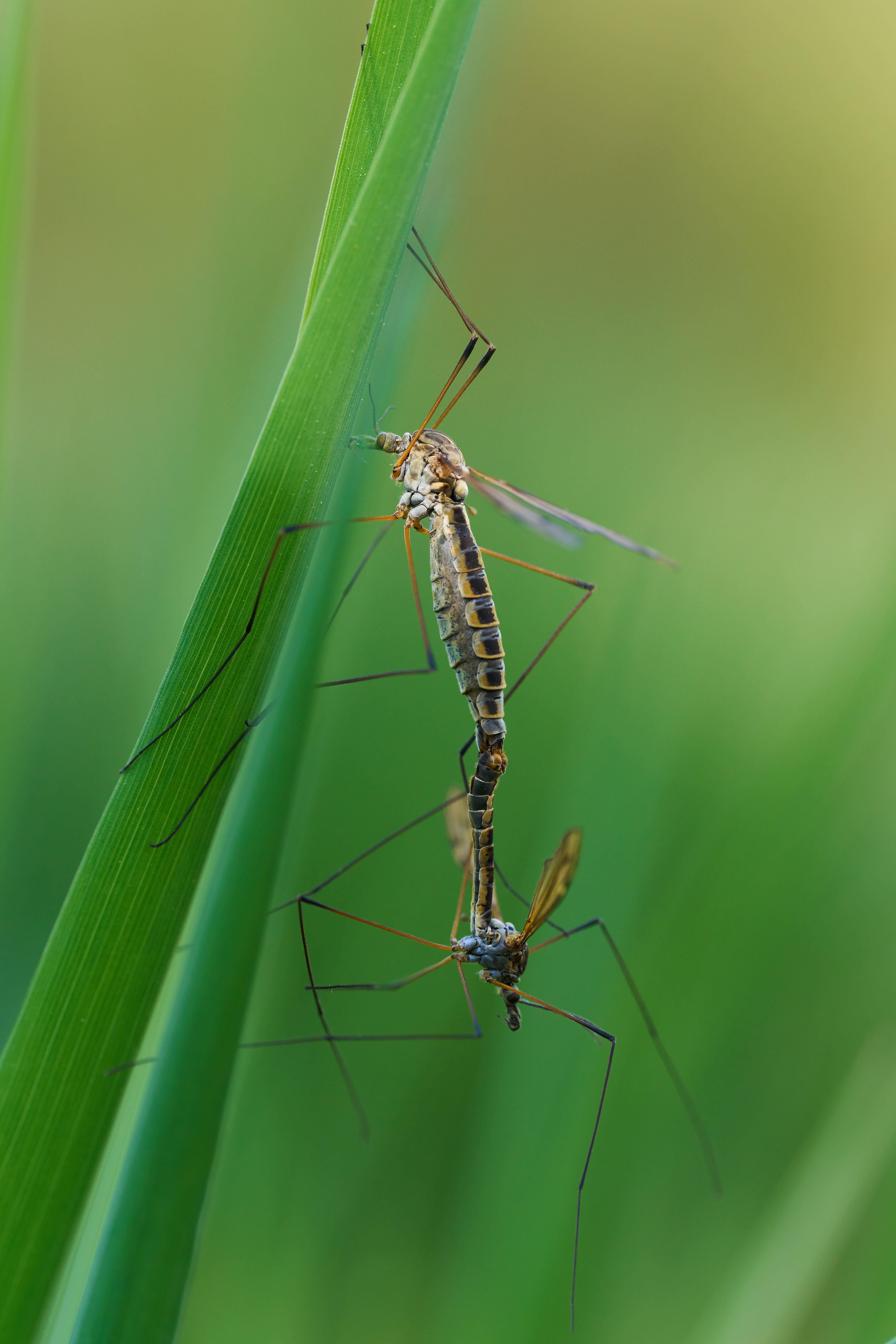 Macro shot of crane flies mating on grass blade. Captures delicate details of the insects in natural habitat.