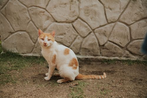 Free A cute tortoiseshell cat sits calmly by a textured stone wall in a garden setting. Stock Photo