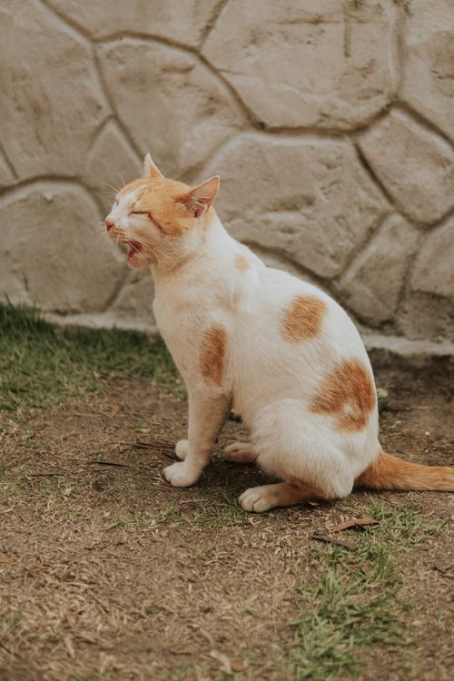 Free A relaxed ginger and white cat yawns while sitting on a grassy area near a stone wall. Stock Photo