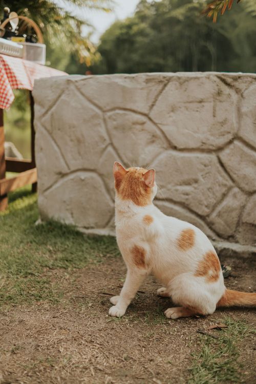 Free A ginger cat sits outdoors facing a stone wall, surrounded by greenery and sunlight. Stock Photo