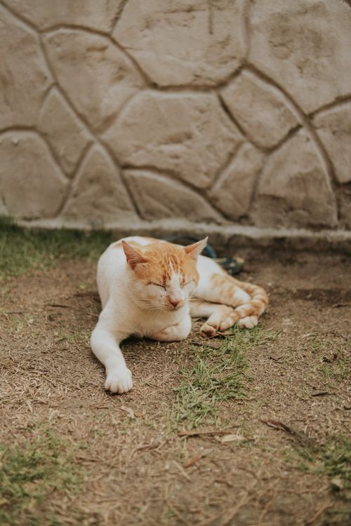 Free A ginger and white cat relaxing on the grass by a stone wall. Stock Photo