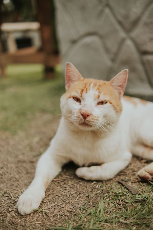 Free An orange and white cat lounging outdoors on grassy ground on a sunny day. Stock Photo