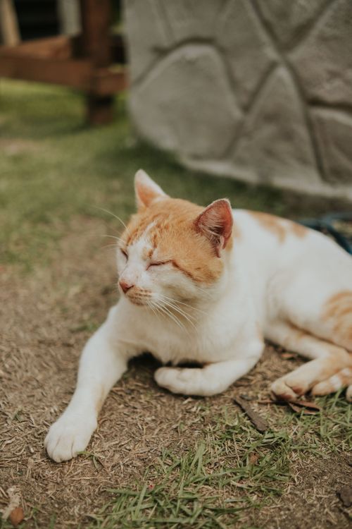 Free A serene orange and white cat relaxes in a sunny outdoor setting on a sunny day. Stock Photo