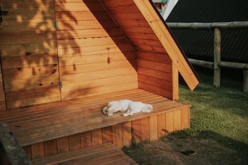 Free Peaceful scene of a dog sleeping on a wooden cabin porch in warm sunlight. Stock Photo