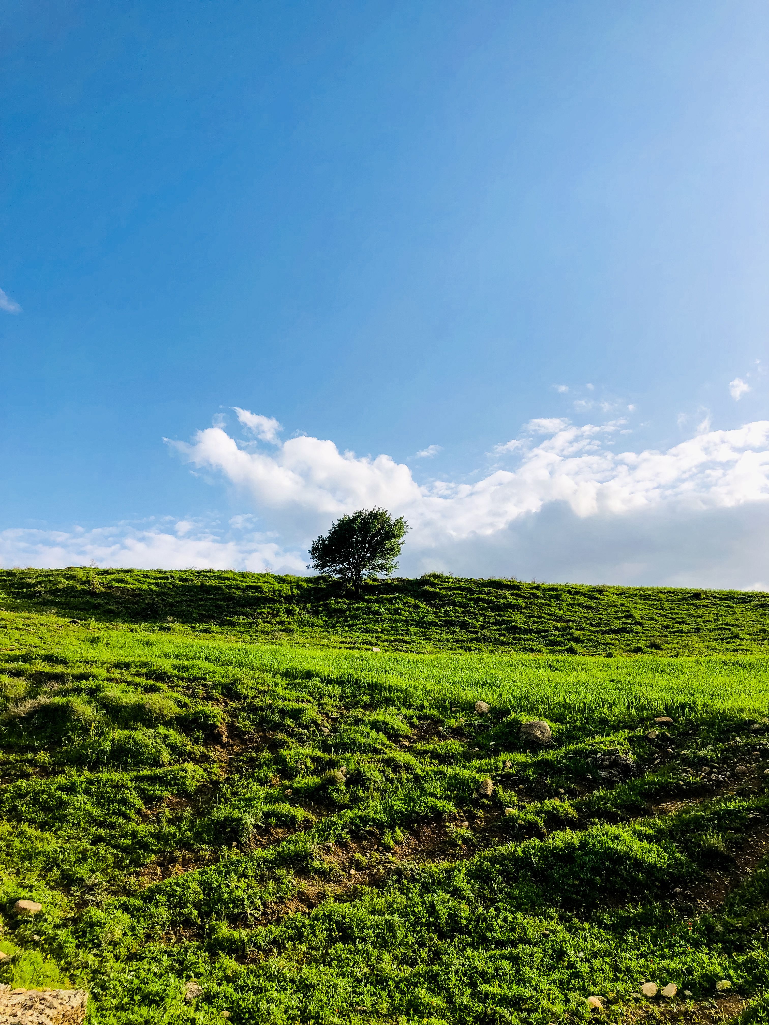 Lush Green Meadow under Vibrant Blue Sky · Free Stock Photo