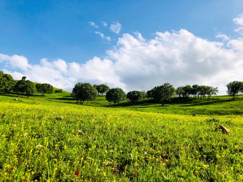 Free Scenic view of a lush green meadow with rolling hills and trees under a vibrant blue sky. Stock Photo