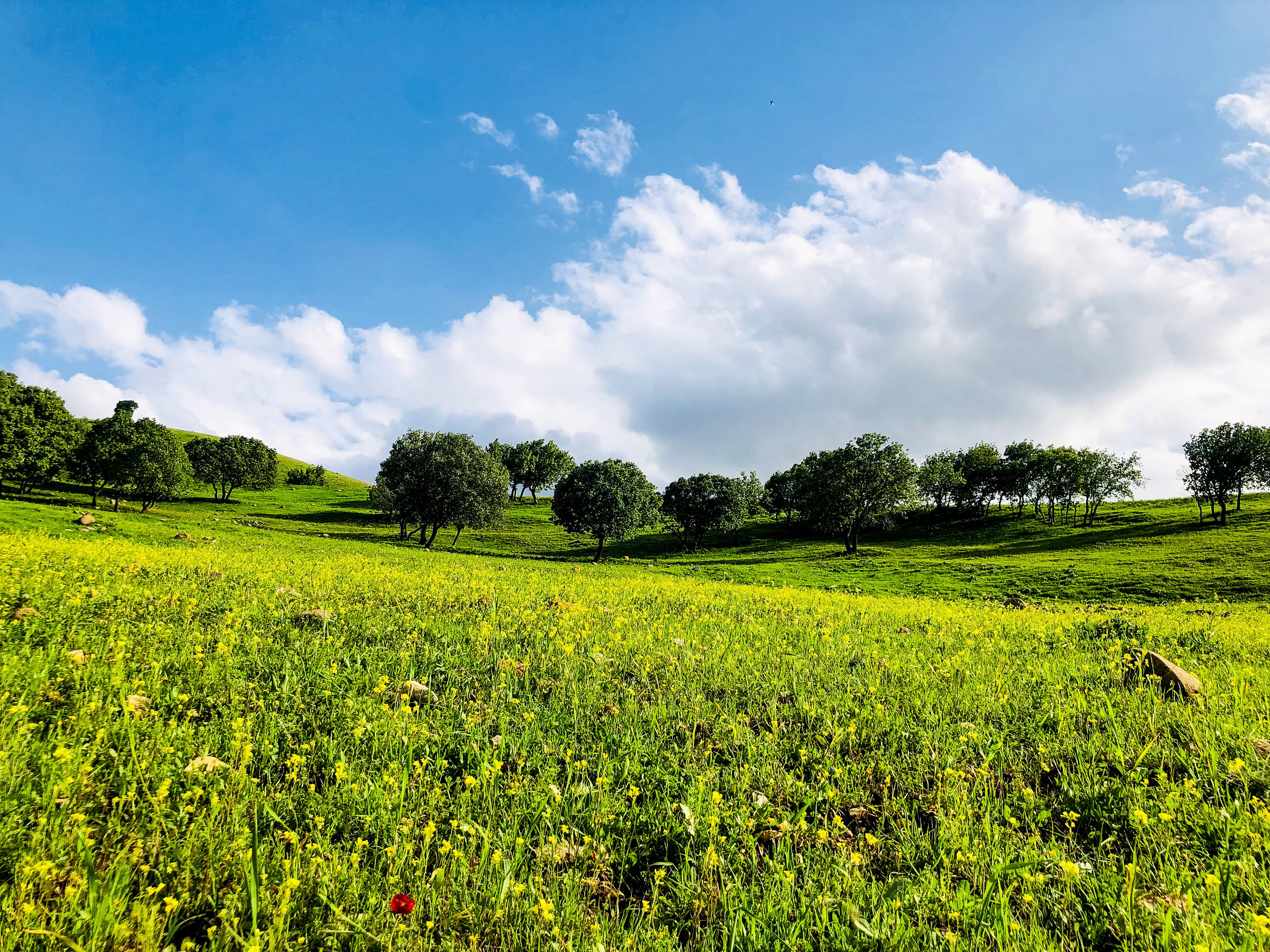8.000+ Foto Sunflower Landscape Terbaik · Unduh Gratis 100% · Foto Stok ...