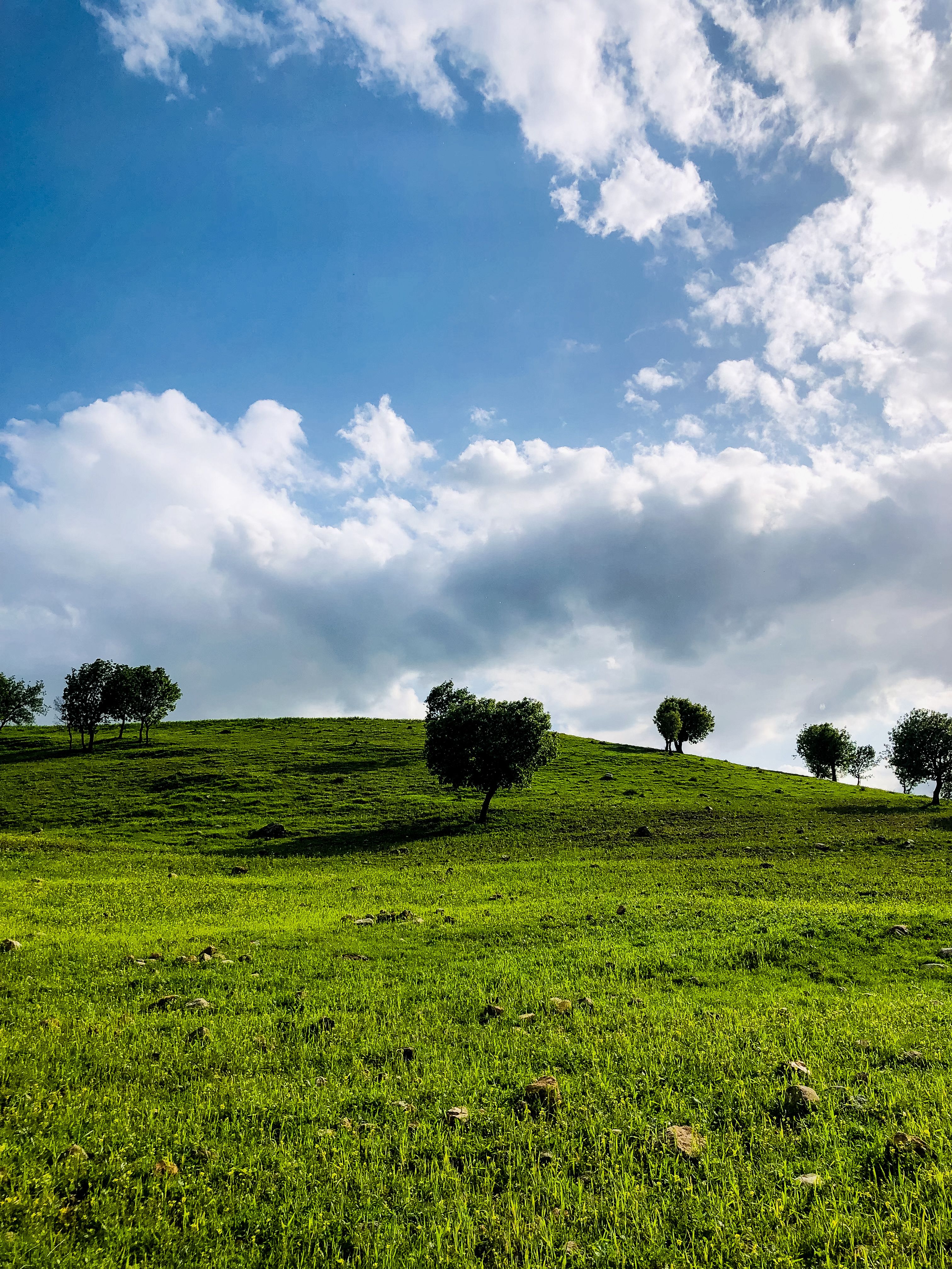 Lush Green Meadow under Vibrant Blue Sky · Free Stock Photo