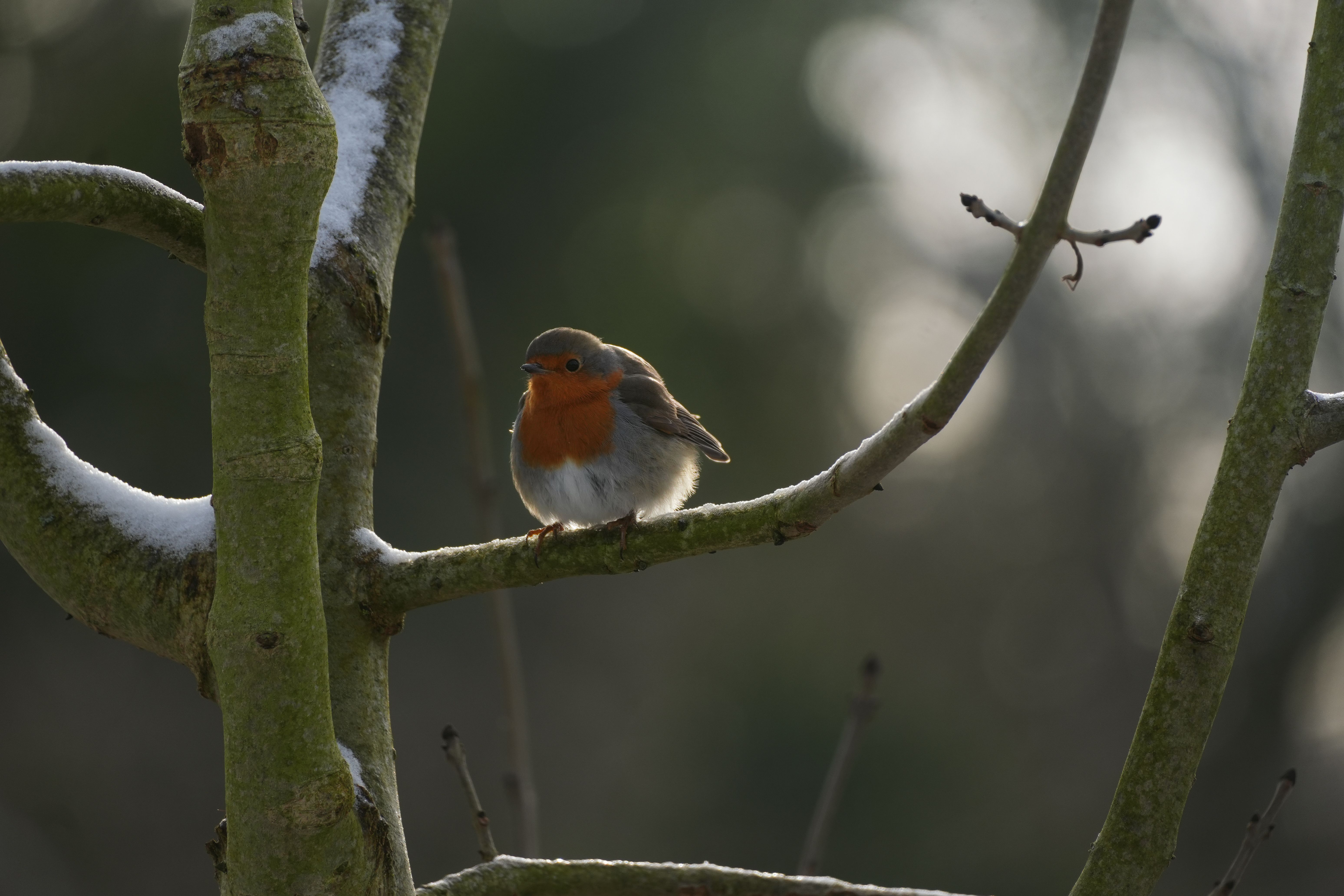 cool bird