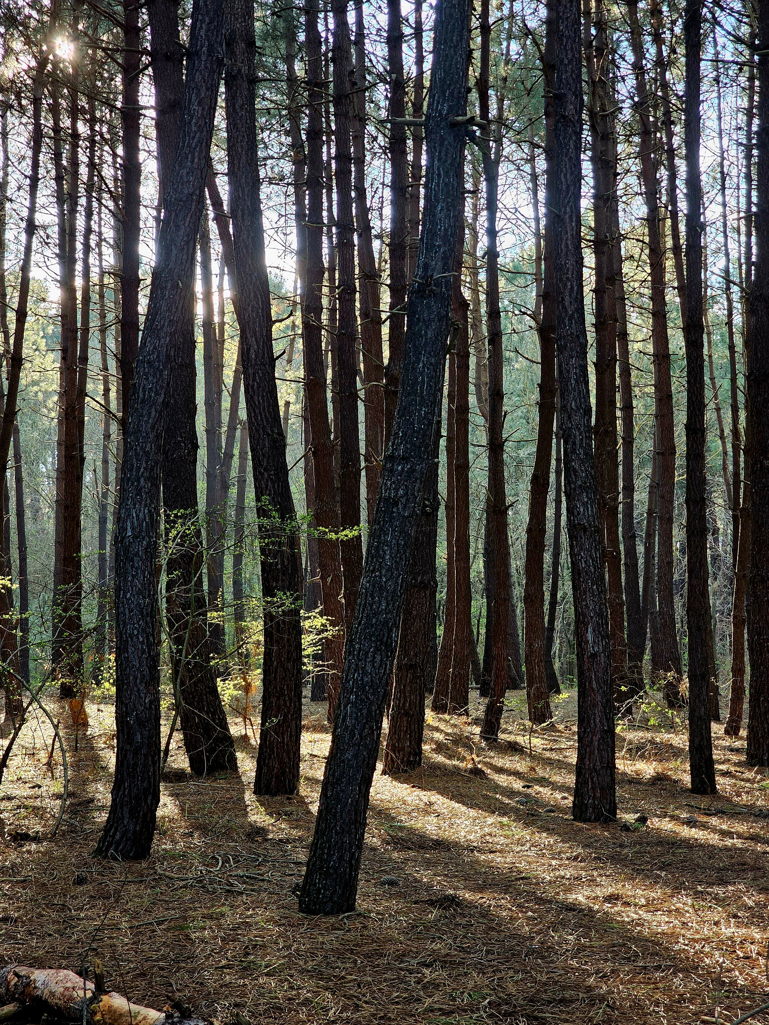 Fotomural Cautivador bosque de pinos iluminado por el sol, mostrando árboles altos y una atmósfera serena de bosque.