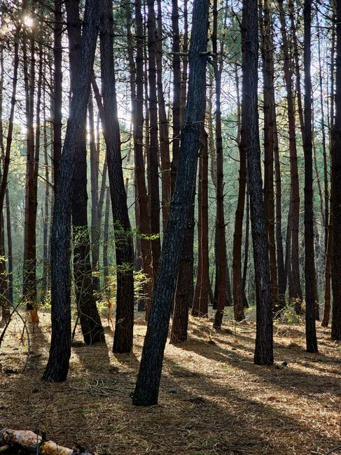 Fotomural Cautivador bosque de pinos iluminado por el sol, mostrando árboles altos y una atmósfera serena de bosque.