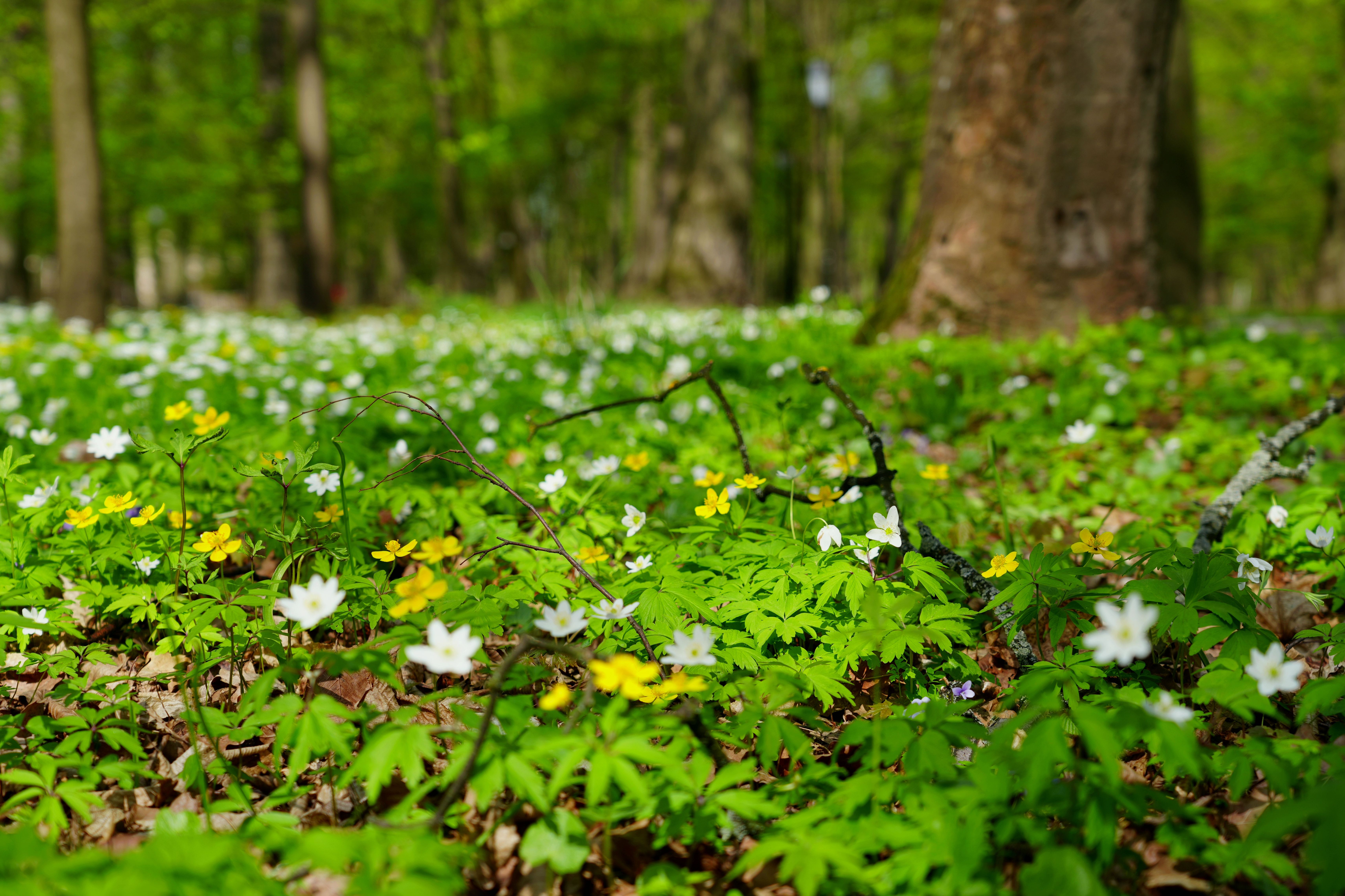 Weekend czerwcowy w Białowieży – 7 pomysłów na spokojny wypoczynek dla seniorów - Sosnowa Polana Białowieża