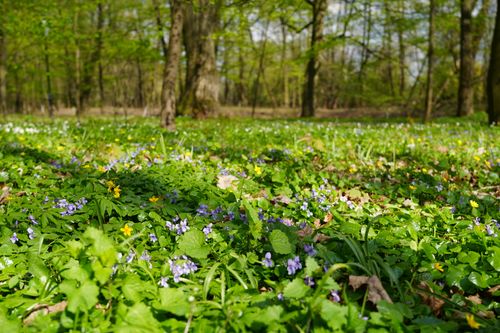 Free A vibrant scene of spring wildflowers in a lush forest in Masovian Voivodeship, Poland. Stock Photo