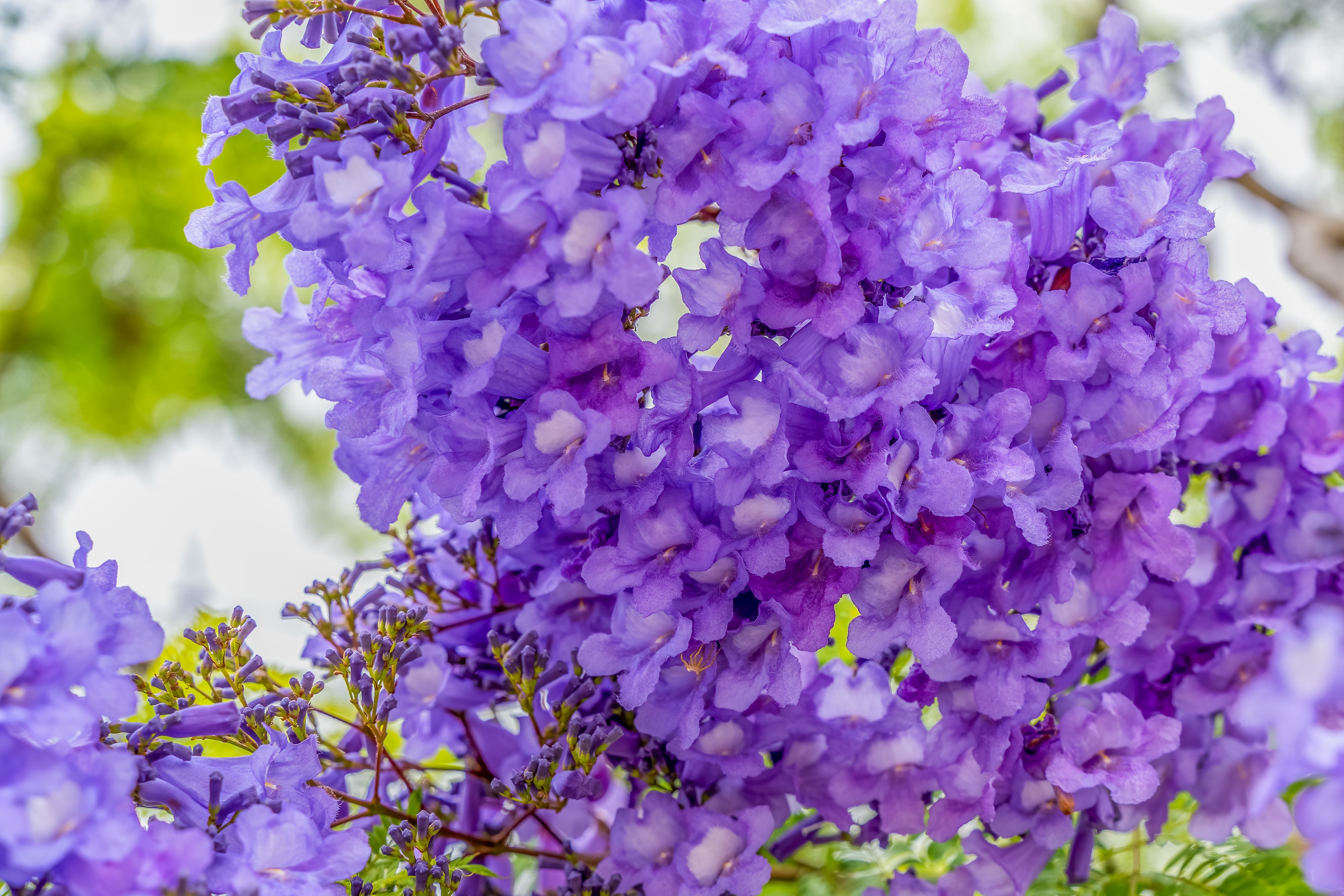 Vibrant Jacaranda Blooms in Spring Garden · Free Stock Photo