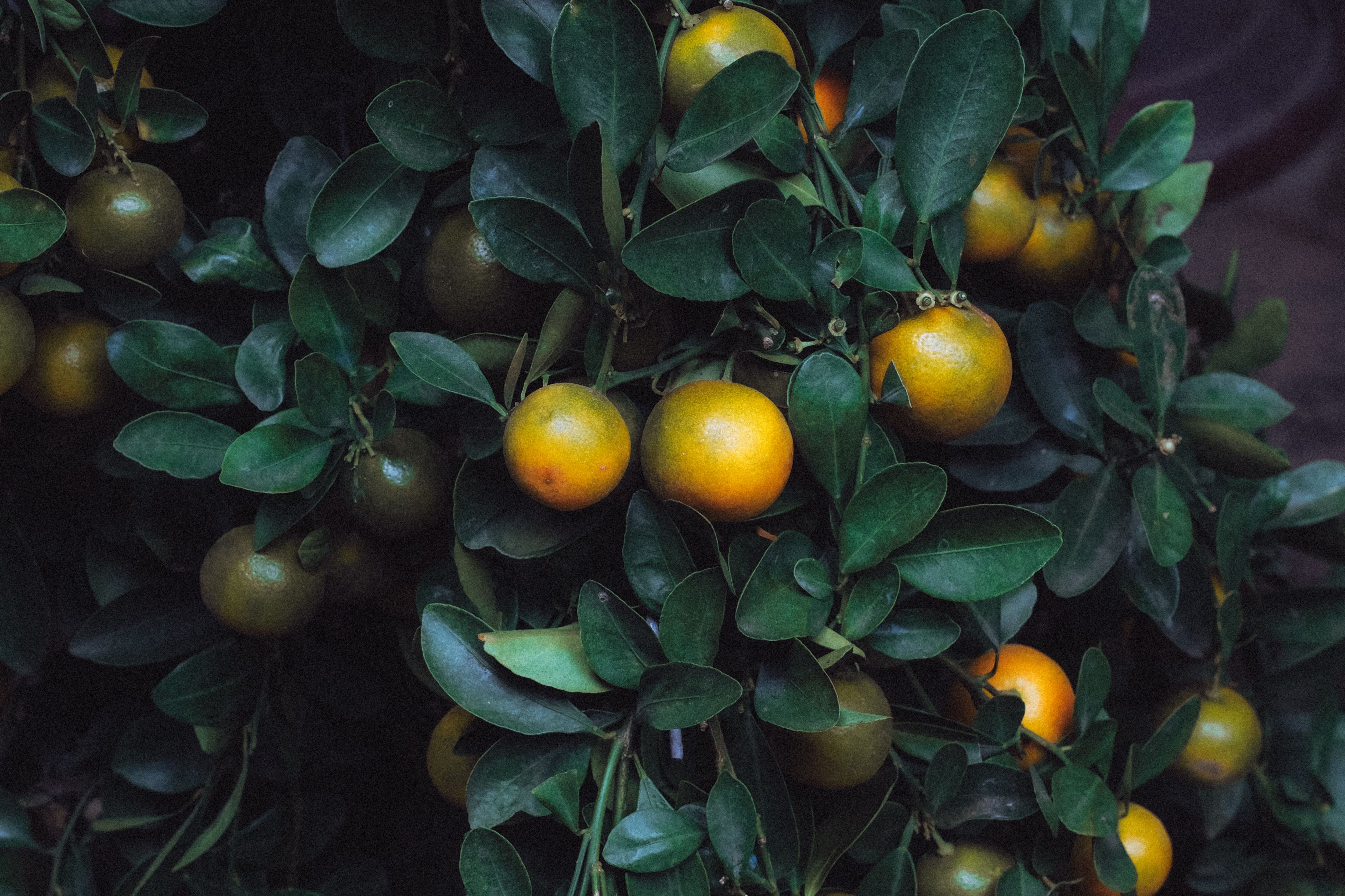Arbres fruitiers nains : lesquels sur un balcon - Pourquoi choisir des arbres fruitiers nains sur un balcon ?