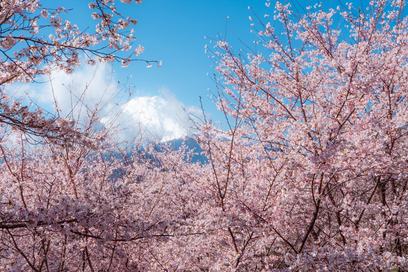 Mount Fuji Cherry Blossoms 4K wallpaper