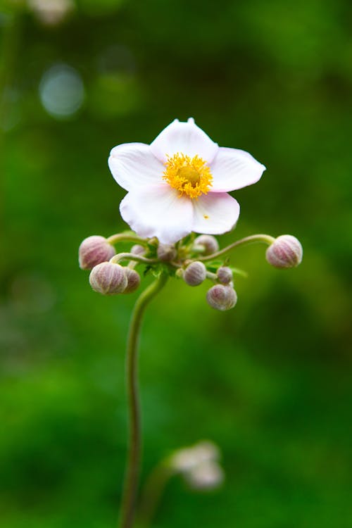 Free Close Up Photo of Blooming White Perennial Flower Stock Photo