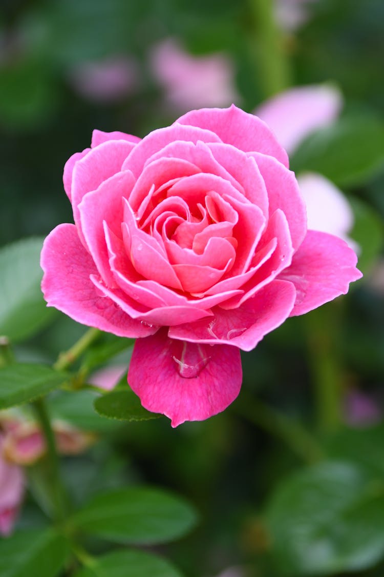 Pink Rose In Bloom