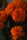 orange flowers