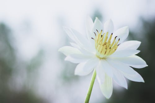 Fotobanka s bezplatnými fotkami na tému biely kvet, flóra, hĺbka ostrosti