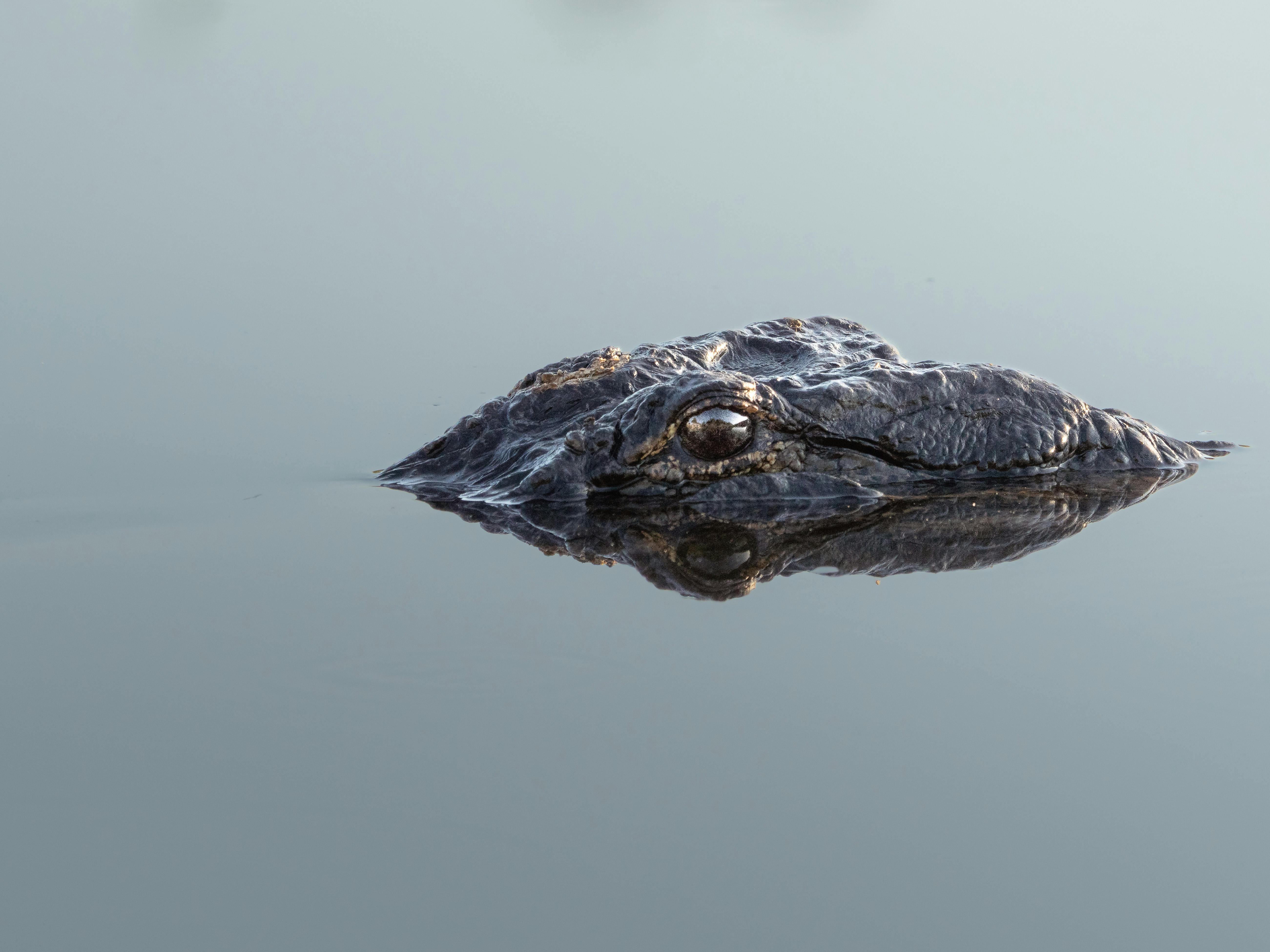 Alligators