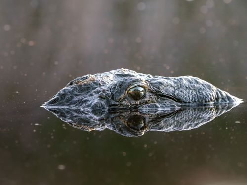 Free Crocodile's eye and body partly submerged with water reflection creating a striking view. Stock Photo