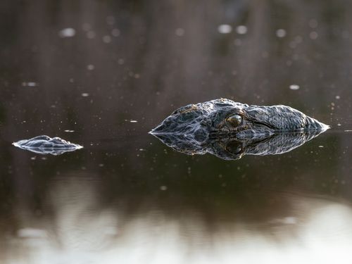 Free A crocodile partially submerged in calm water, blending seamlessly with its surroundings. Stock Photo