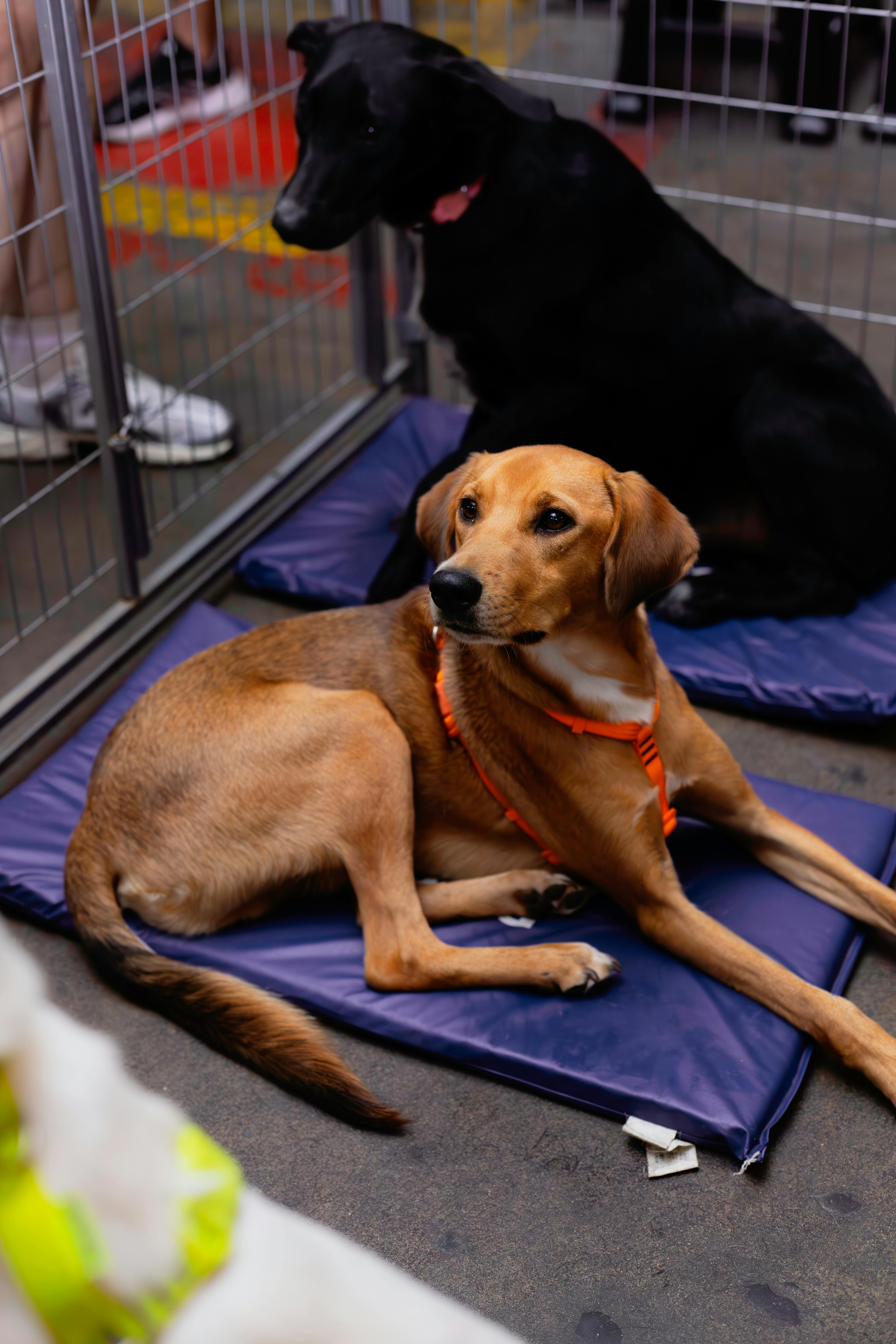 Hundreds of Beagles Rescued From Ridglan Farms