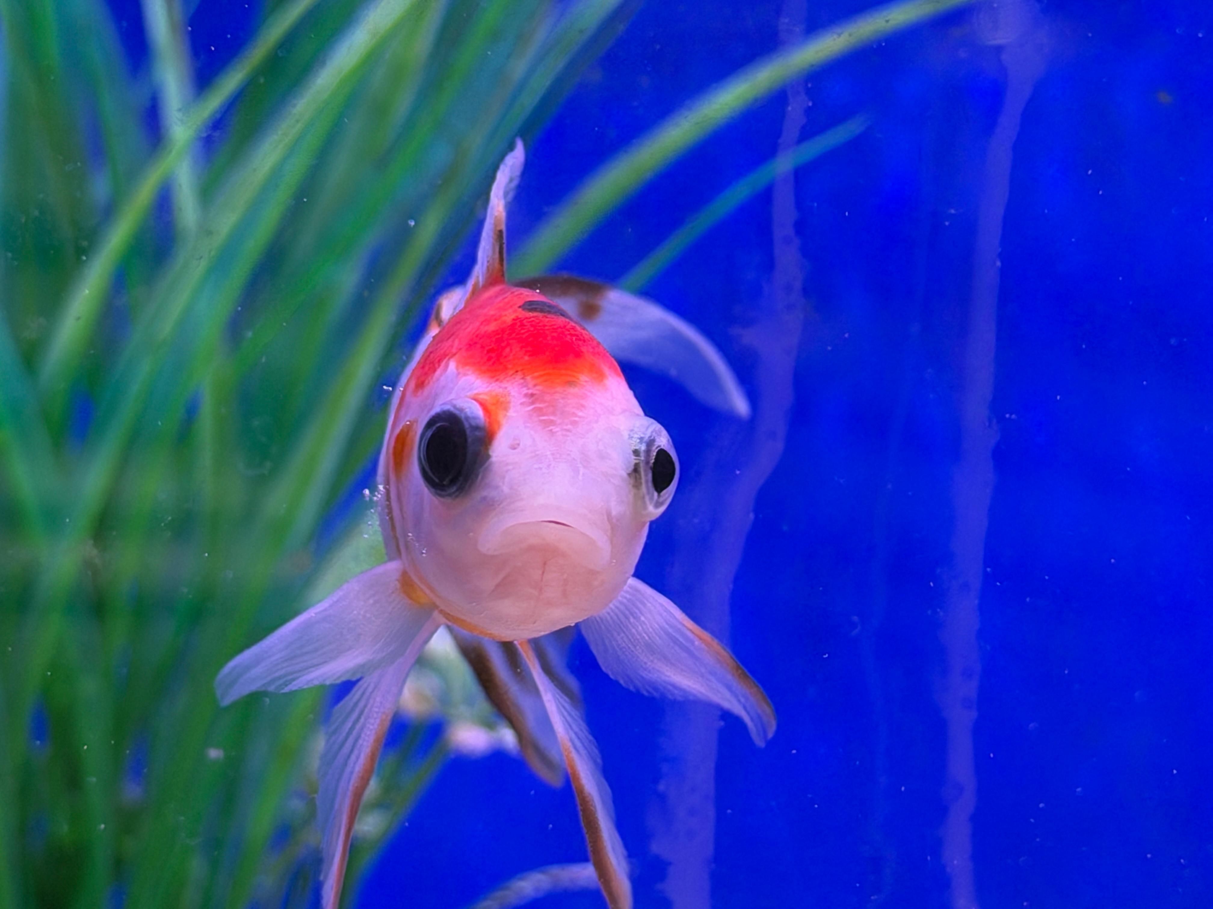 Colorful goldfish swimming happily in a vibrant aquarium setting.