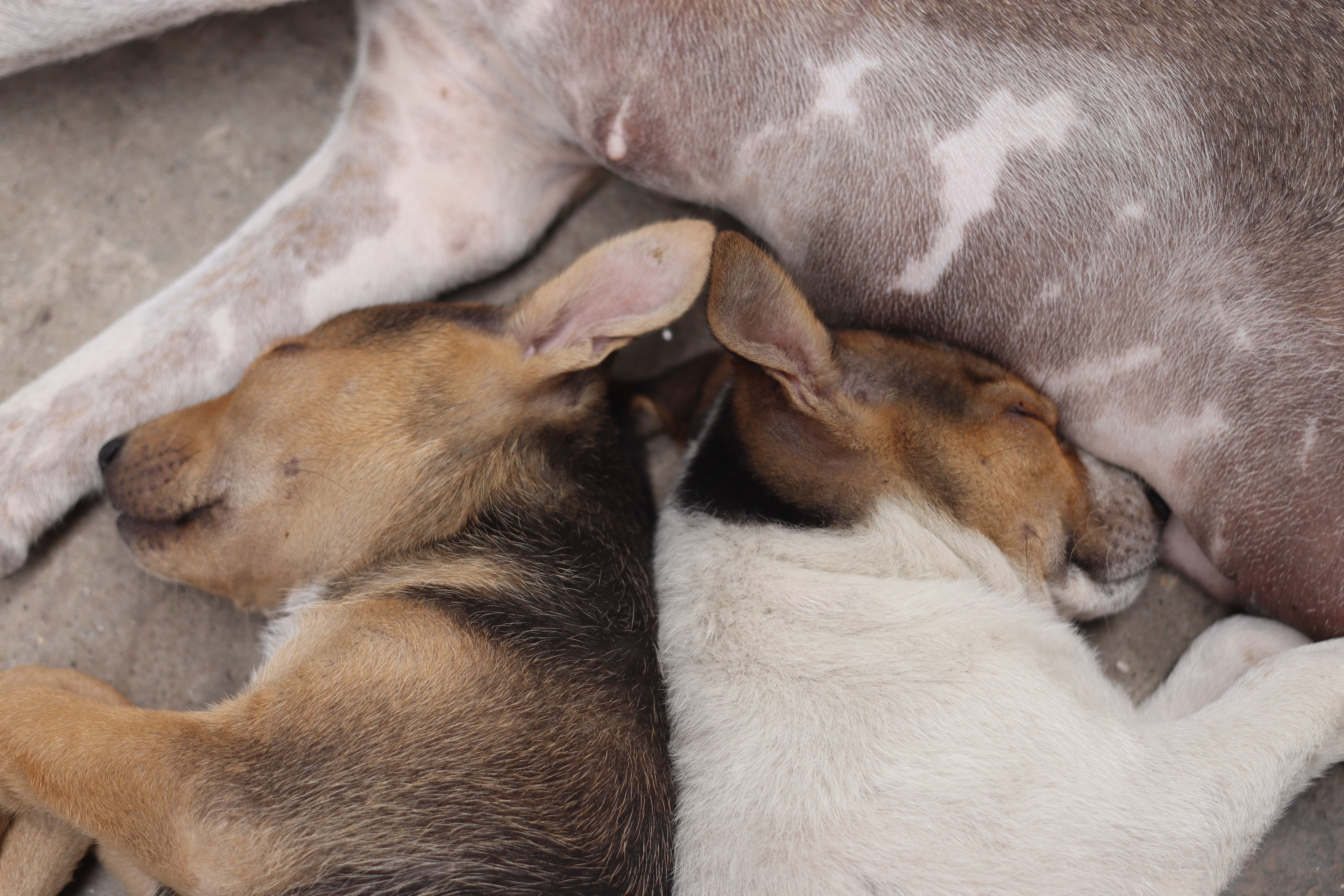 Two puppies cuddle closely while sleeping, showcasing a tender and peaceful moment.