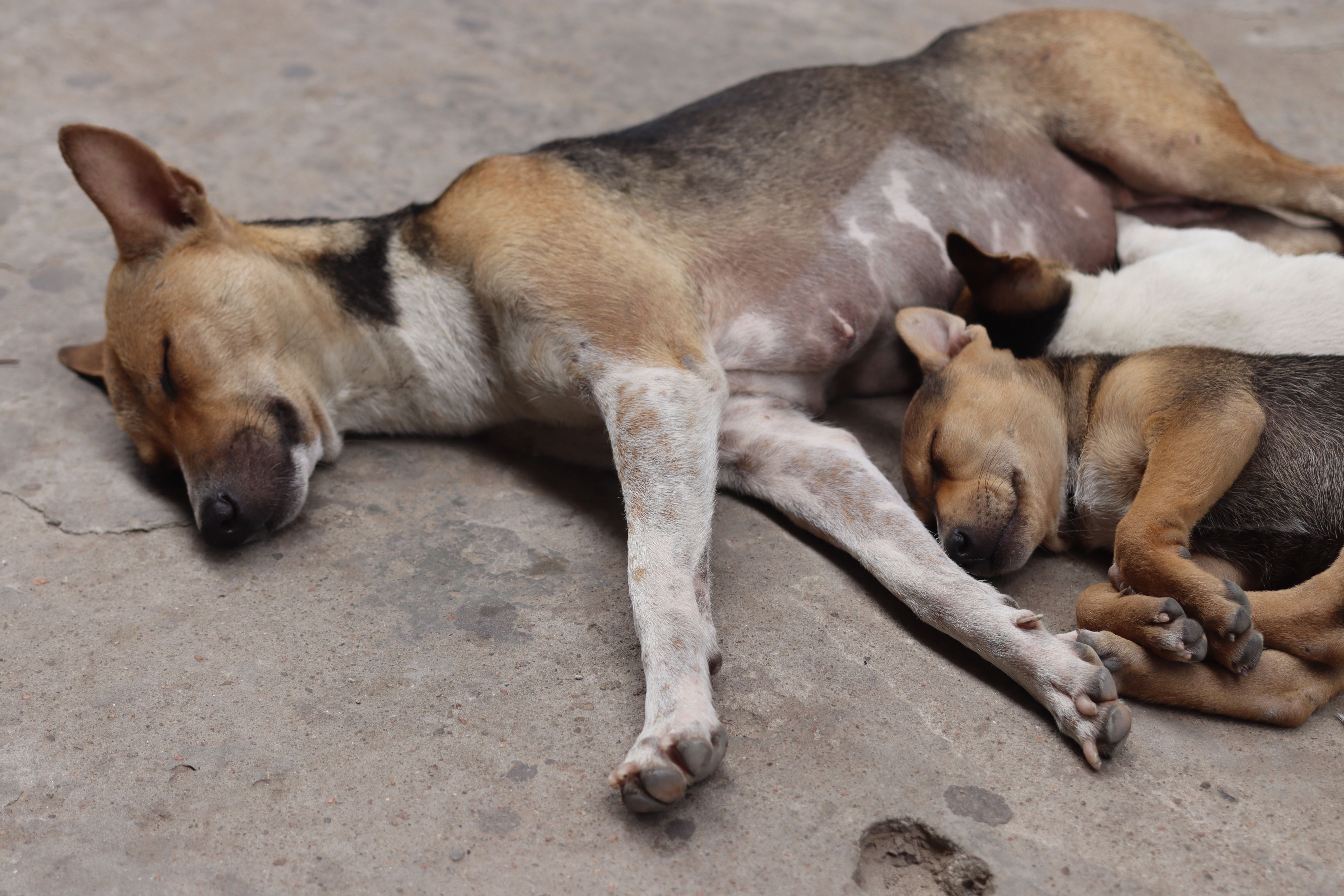 pet care, pet health, pet safety, pet grooming — Photo by Saad Bin  Hasan on Pexels