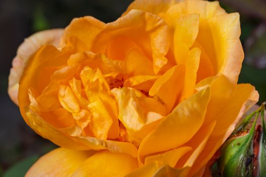 A vivid close-up of a vibrant yellow rose in full bloom.