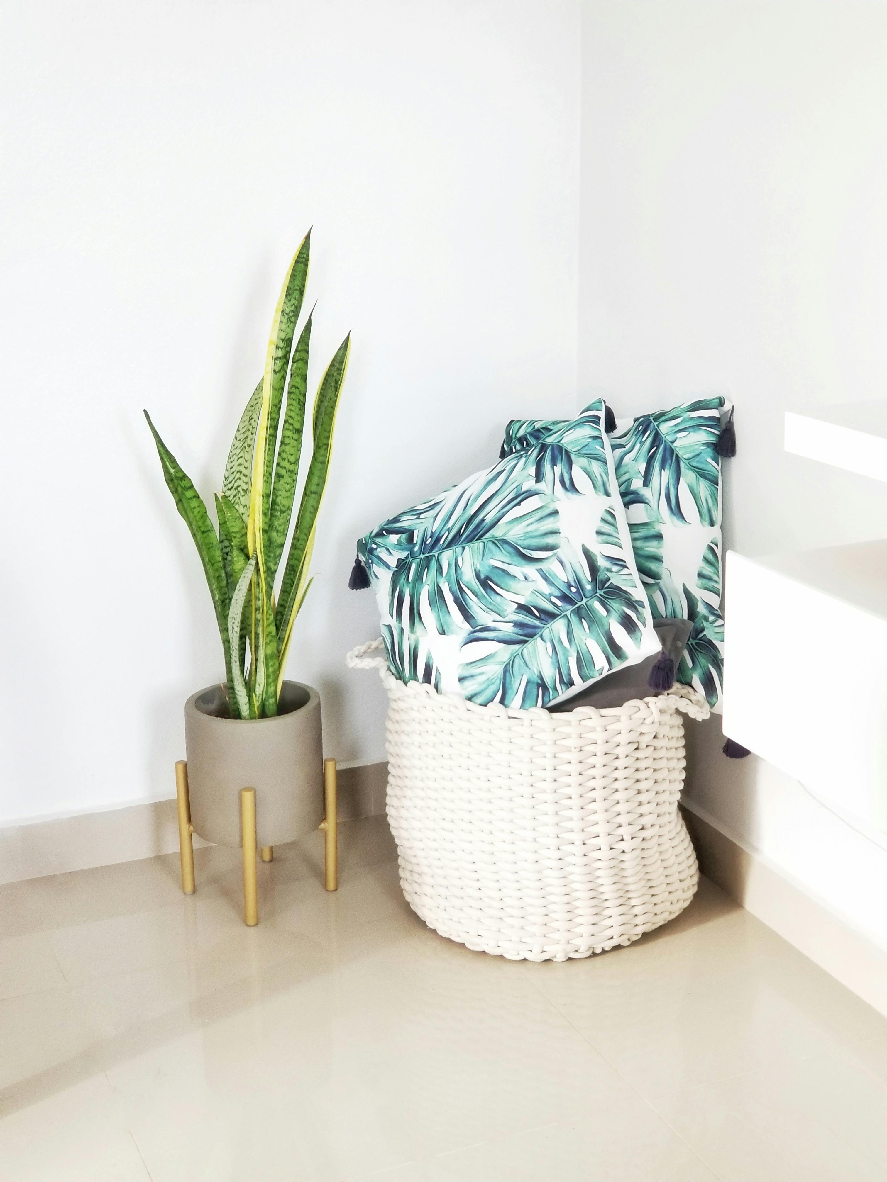 Laundry Hamper with Pillows Next to Potted Plant · Free Stock Photo