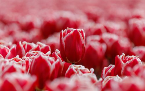 Free Single red tulip stands out in a field of blooming flowers. Spring freshness and beauty. Stock Photo