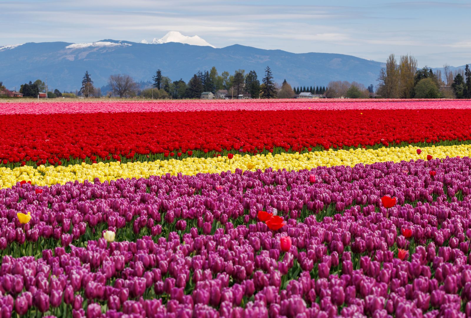 Vibrant Tulip Field with Mountains in Background · Free Stock Photo