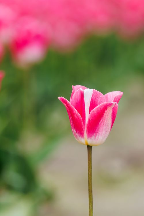 Free Close-up of a vivid pink tulip in bloom during spring, set against a blurred floral background. Stock Photo
