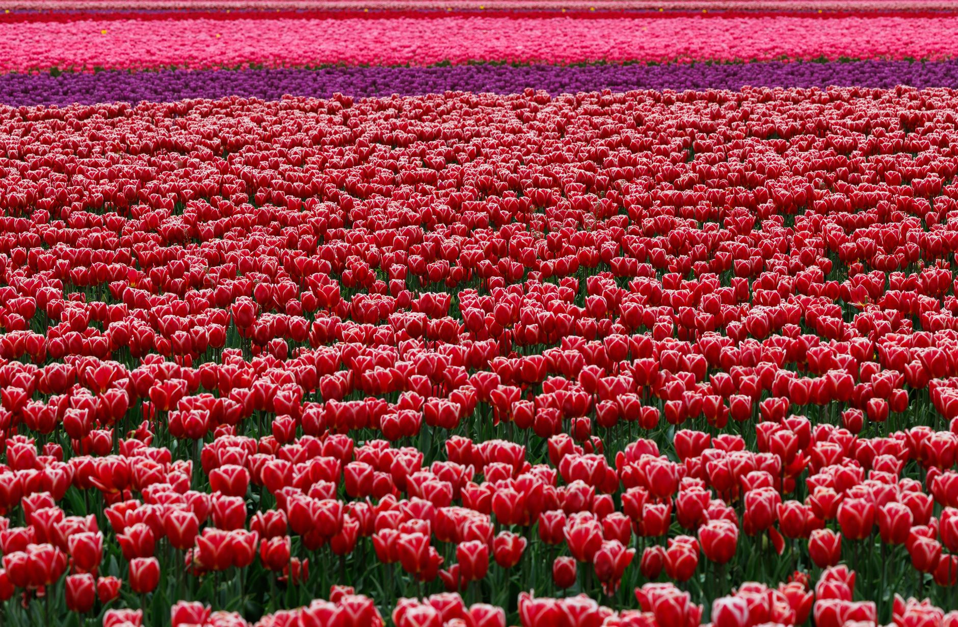 A stunning field of red tulips in full bloom, showcasing the vivid colors of spring.
