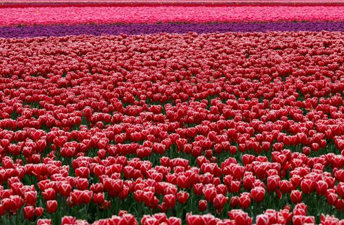 Free A stunning field of red tulips in full bloom, showcasing the vivid colors of spring. Stock Photo
