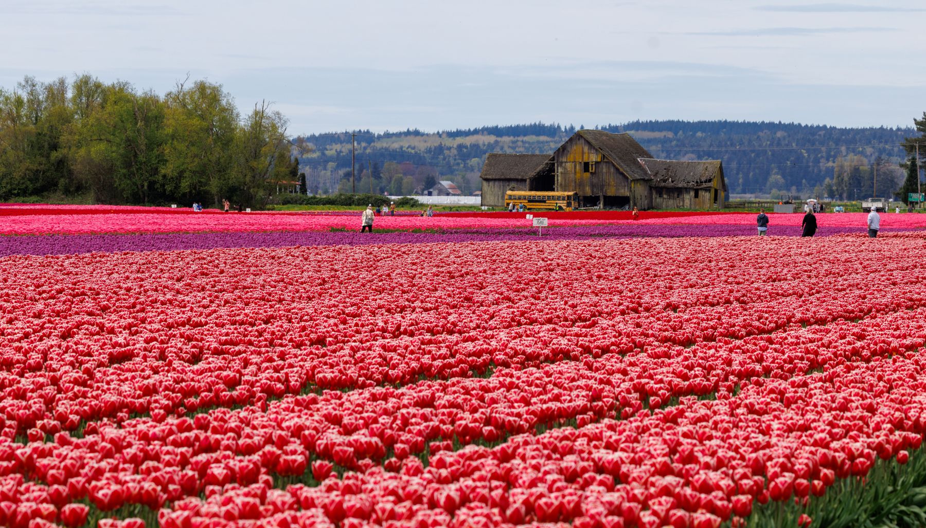 Tulip beds in bloom in Washington Park during the Albany Tulip Festival, with the Moses Fountain and Center Square rowhouses beyond