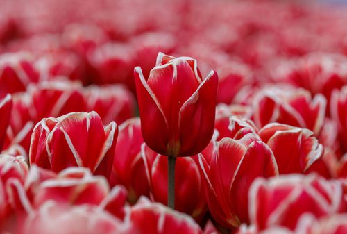Free Close-up of a single red tulip standing out among a field of vibrant tulips. Stock Photo