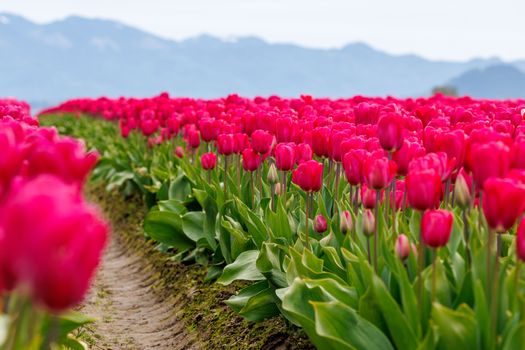 A picturesque field of red tulips in bloom with mountains in the background, capturing the essence of spring.