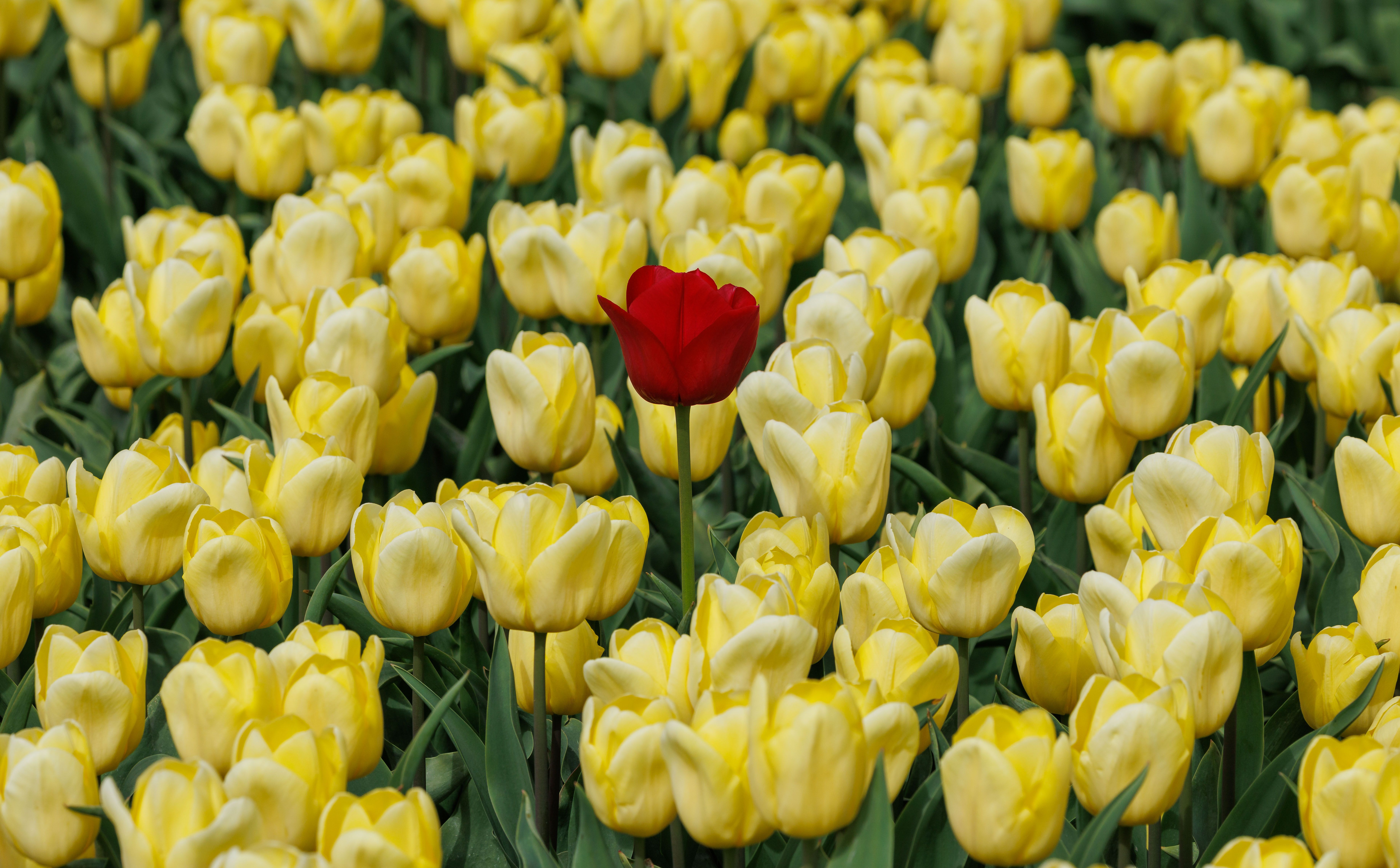 gratis Een enkele rode tulp steekt af tegen een veld vol gele tulpen en symboliseert uniciteit. Stockfoto