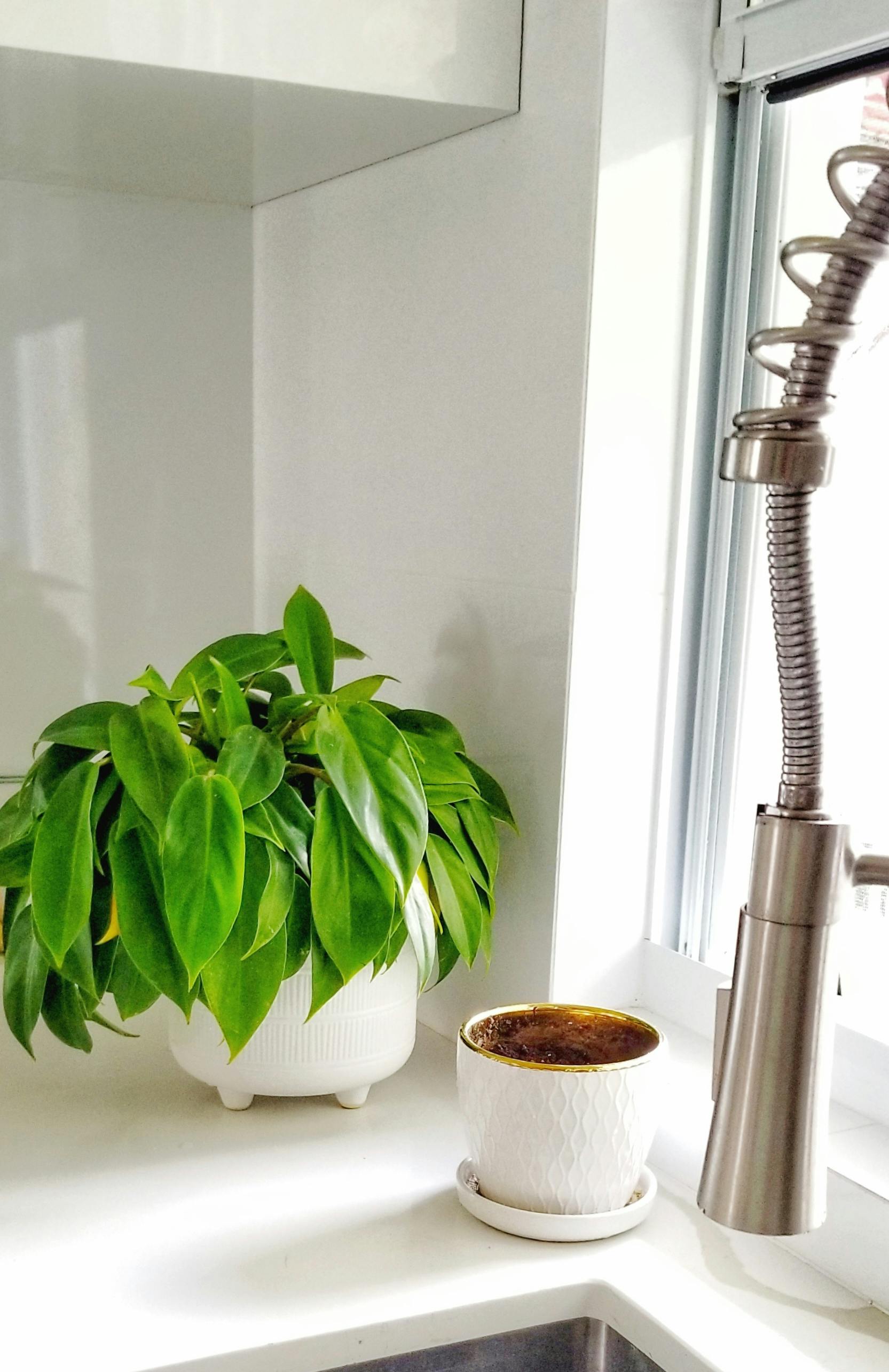 Free stock photo of kitchen, kitchen sink, plant